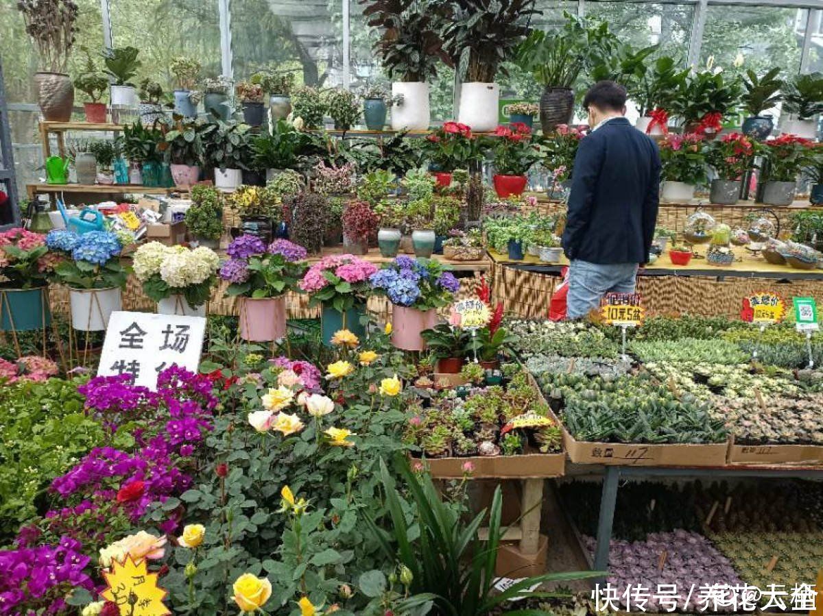 多肉|养花8年，总结出6个“坑”，早看早避开