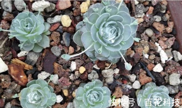 要点|60种多肉图鉴及养护要点,1分钟学会,超全超实用!