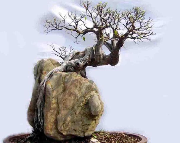 以六月雪为图例,简单为大家介绍附石小盆景的制作