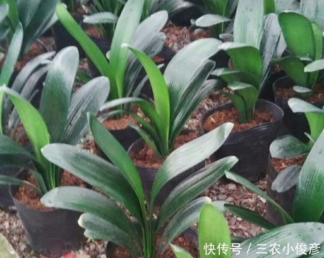 情况|君子兰出现烂根的情况怎么办?