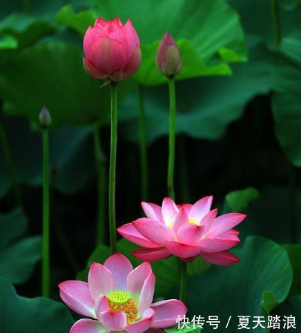 属相|7月下旬,喜鹊报喜,4属相贵人相助,财源广进,成功在望