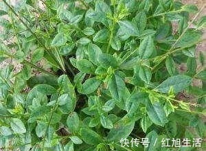 人参皂甙|聪明的人都在吃3种食物,营养丰富、滋润肌肤,爱吃就赚了!