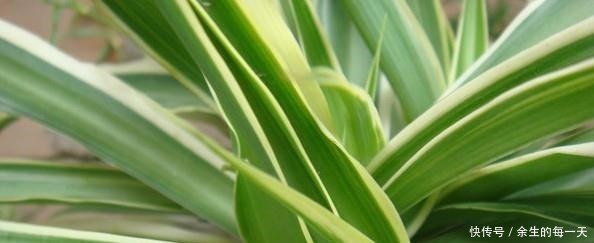 叶片|这3种“金边植物”,有钱人必养!往客厅一摆,难怪越来越富有!