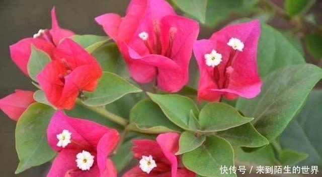 枝条|剪个枝条,插土里,开花200天,坐在家里赏花,太值!