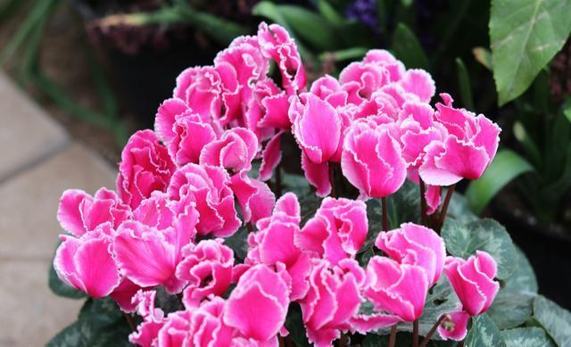 养花生虫,做好“预防”最重要,此“杀虫利器”埋一点,太好用了