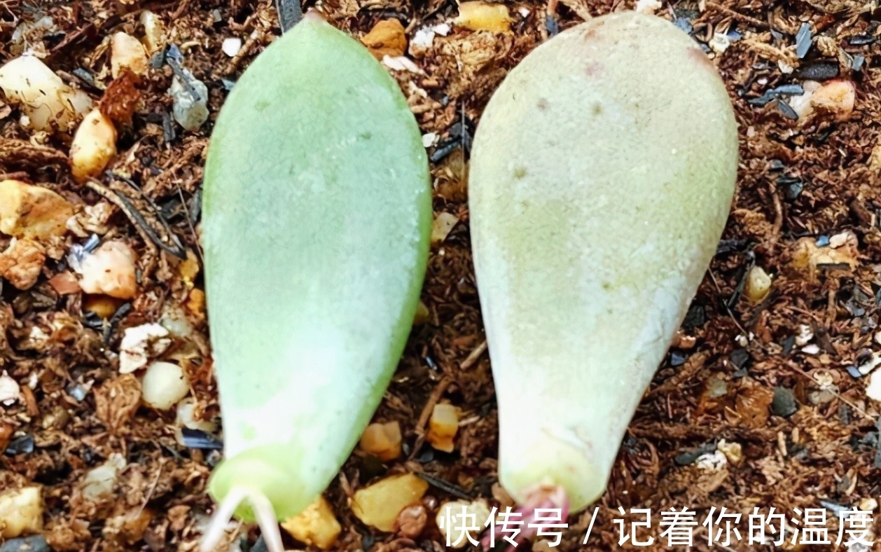 多肉叶子想长成小苗,为养花人,上盆前后要多提防“不当之举”