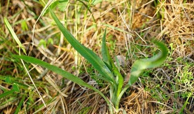 野菜一定要挖根，人称“兔儿奶”，根比叶子好吃
