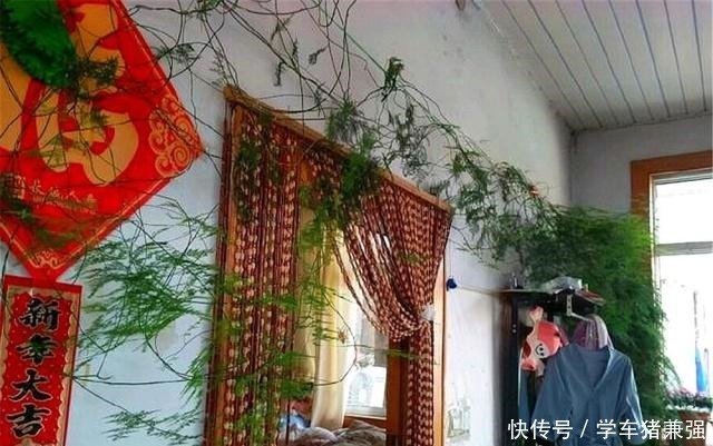 在北方,1盆文竹养8年“不修剪”是什么体验直接绕成“盘丝洞”!