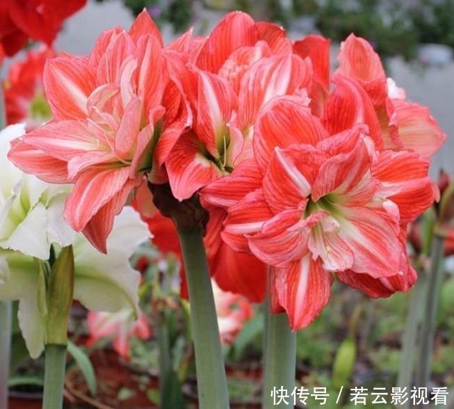 天竺葵|4种花好养又漂亮,养家里,名字好听,花更美,开花漂亮上档次!