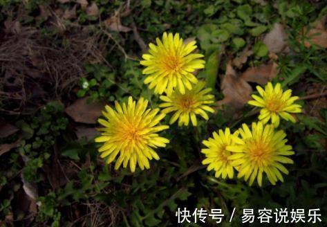 蒲公英泡水|用蒲公英泡水喝,坚持15天后,身体会发生“惊喜”变化!