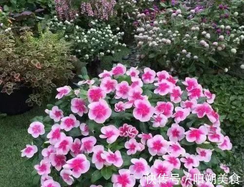 枝条|5种花,趁现在“赶紧扦插”,生根快,长得快,一个月就开花