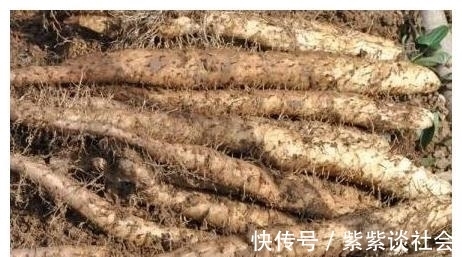 菜市场上买山药时，“这3种”山药万万不要买，看完长见识！