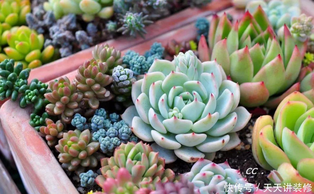 一个盆种了9种花,老妈非说养不好,差点被拔光