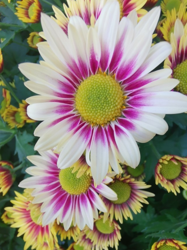 生肖|11月27-11月30日,大吉大利,添财添福,喜迎人生上上签的4大生肖