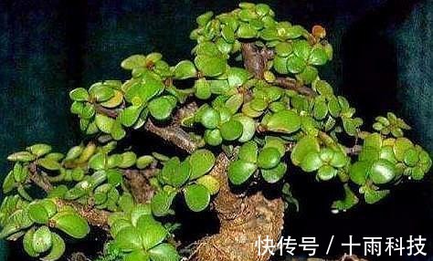 养分|金枝玉叶这样养,枝干粗壮叶片肥,一根小枝条,一年变“老桩”