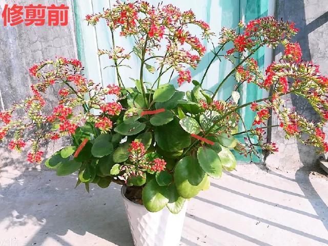 休眠期开花,剪掉才能活,需要一些养护技巧,才能保证安全度夏