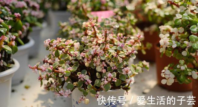 养花|养多肉雅乐之舞,做好5要点、注意3事项,叶片嘭嘭肥起来,美极了
