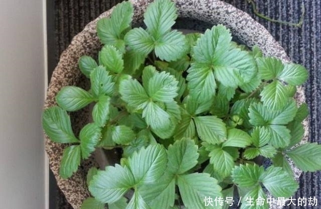 在办公室摆上这三种盆栽，淡淡清香飘满房间，美观还提神醒脑