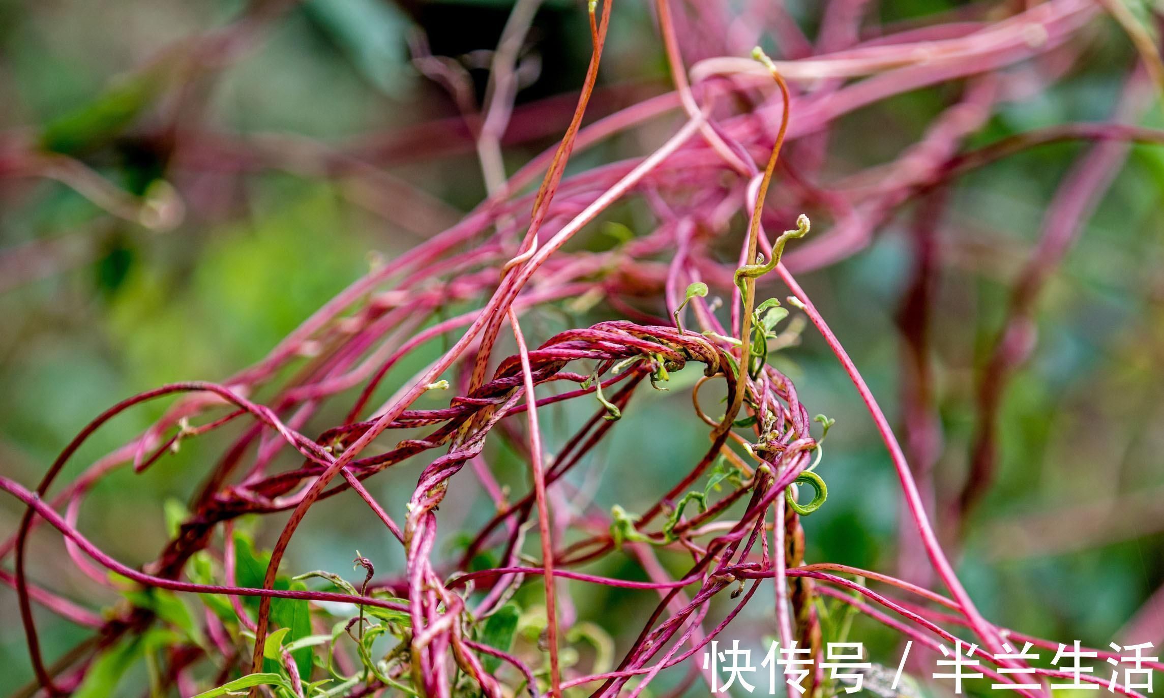 补益|被人忽略的一味良药，却是补益养生佳品，可养肝、添精、固肾