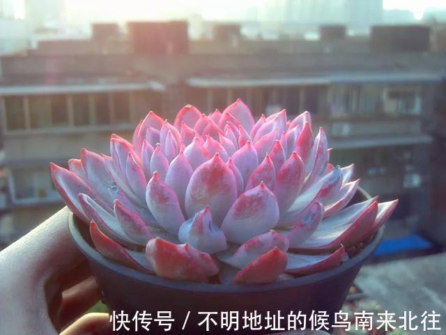 60种多肉图鉴及养护要点，1分钟学会，超全超实用！