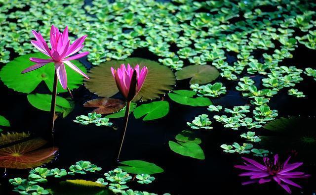 月季花|夏季养花的3个误区,来了解一下,别夏季还没结束,就剩下空盆了