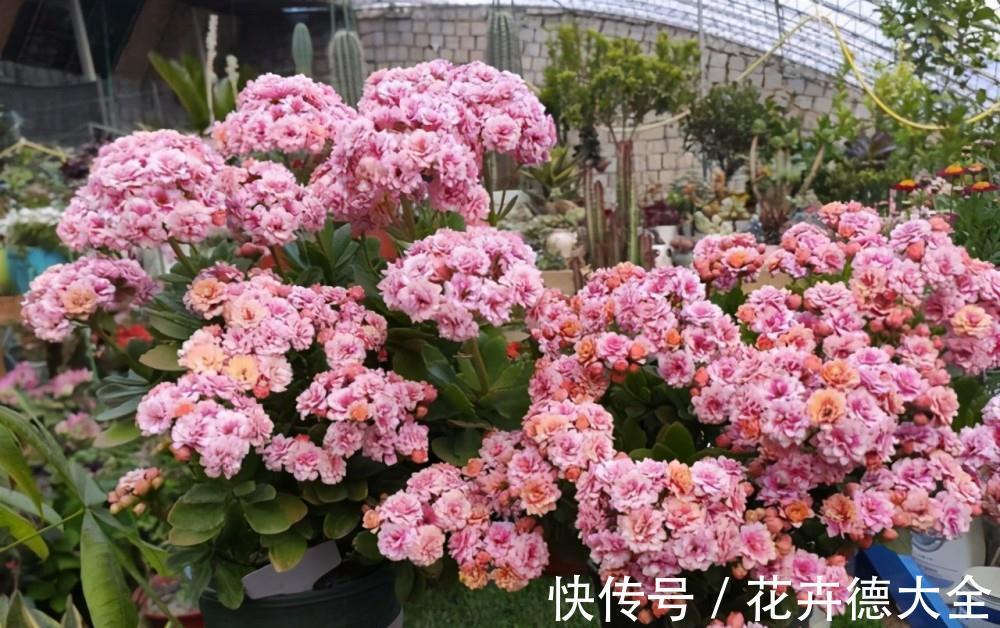 小吊兰|9一10月,别忘记“扦插”这些花,“温度”适宜利于生根