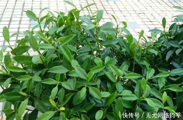 玉树|“耐干旱”的3种花，即使40天不浇水，一样“爆盆”，生长快！