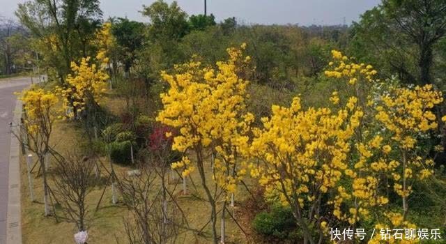 三月|花样荷城,美不胜收!