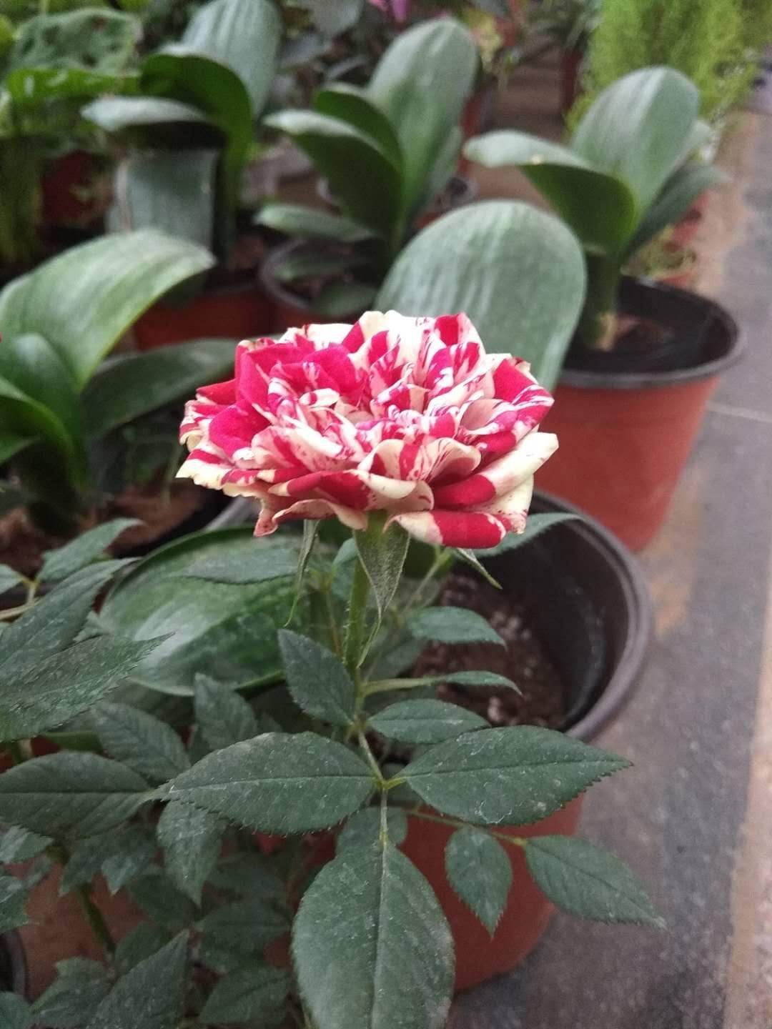 公认好养的月季品种，随便养一盆，轻松开成“大花海”