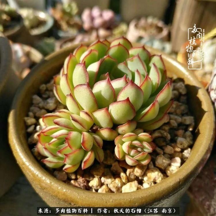 渡劫归来的肉肉,谁是谁的前世,谁又成了谁的今生