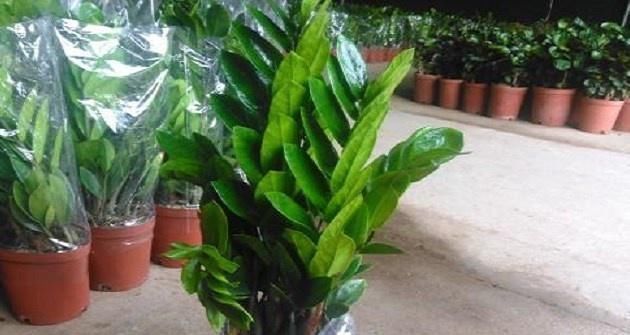 家里养盆金钱树,叶片四季翠绿,招财又纳福,金钱树养护窍门