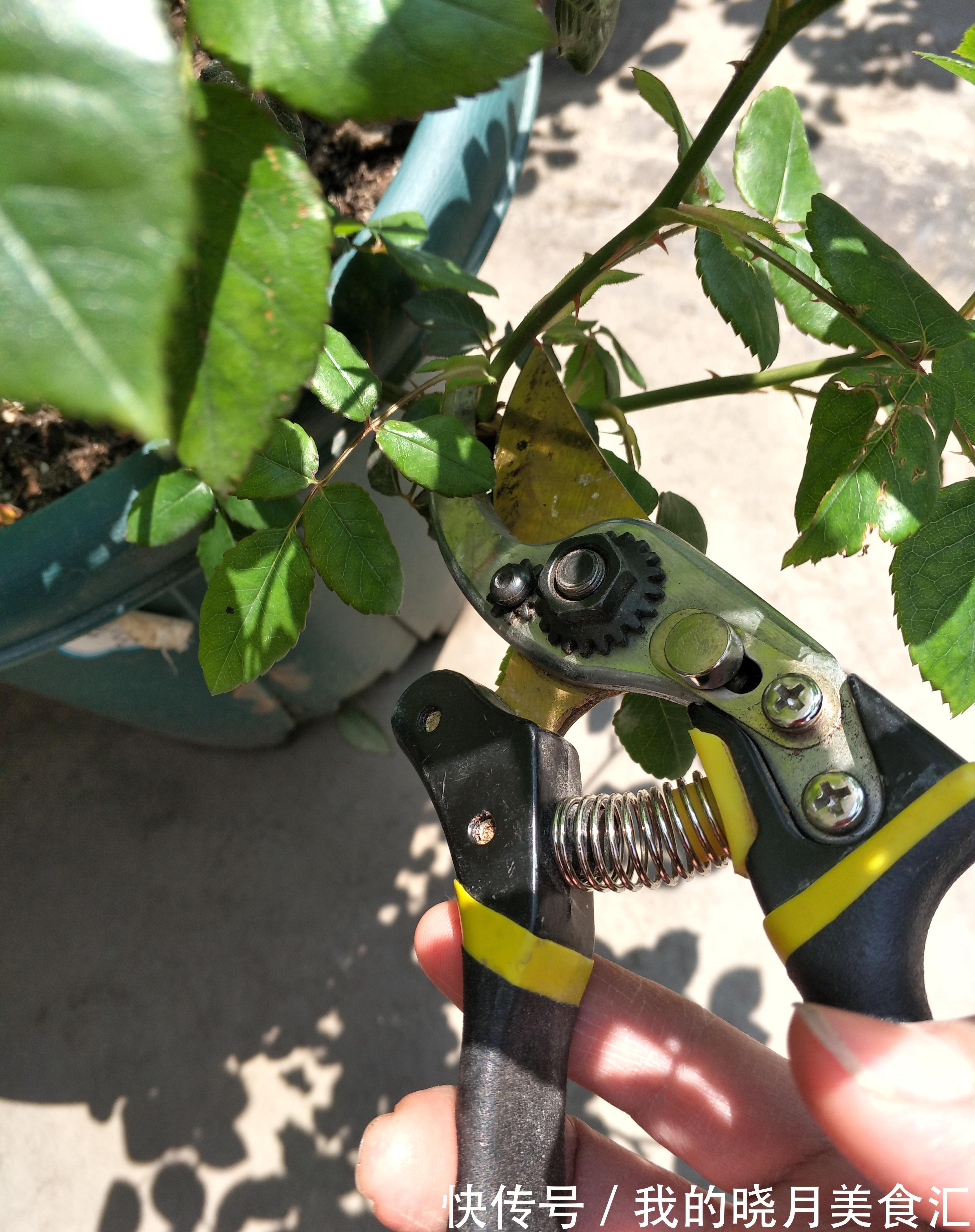 月季花苞膨大期，这点养护别疏忽，花苞发育快，花大色艳