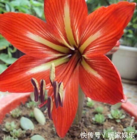 四季海棠|秋天适合种什么花这7种好看又好养的花，总有一种适合你！