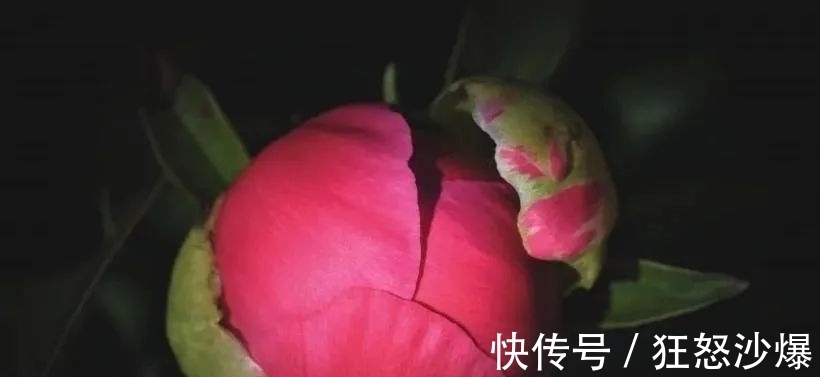 桃花运|下个月内，缘分桃花情投意合，美好姻缘一线牵的4大生肖！