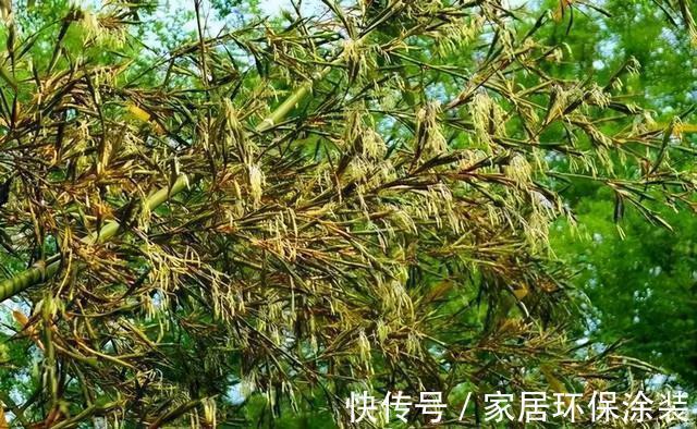 老话|“竹子开花，马上搬家”有啥寓意？不搬家会怎样？3方面带你了解
