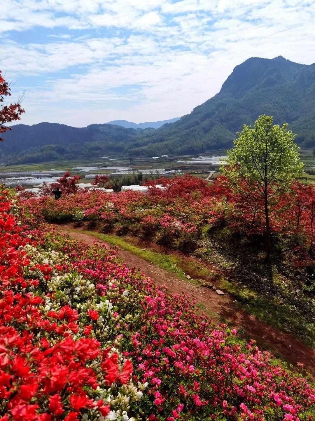 满山杜鹃开，人间芳菲地，这个春天相约云上高坪！