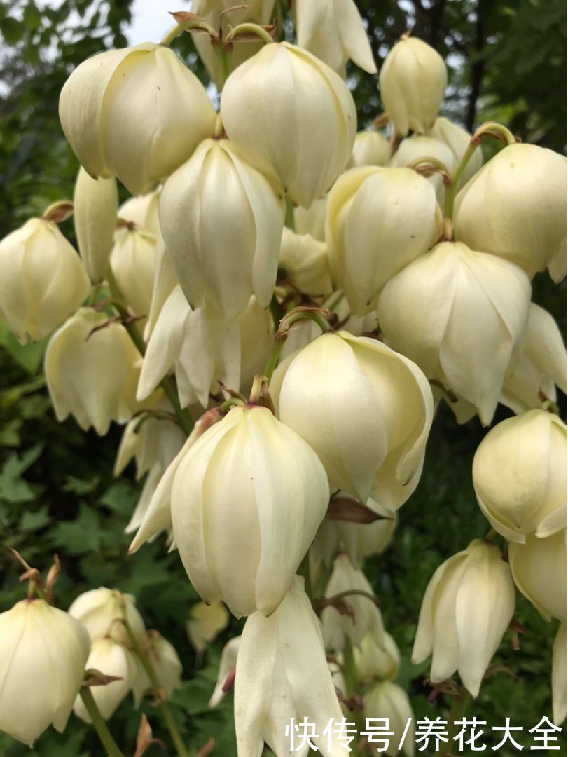 云杉|花卉中的“长寿老人”，最老一棵12000岁