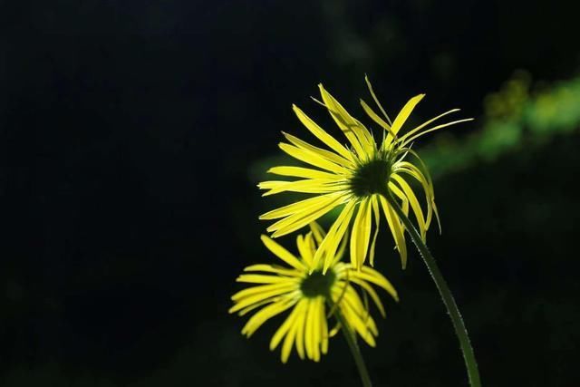 野枝|一朵野花，25首诗词野枝无主摇风雨，得遇春风照样开