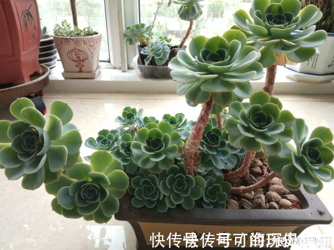 静夜静夜|6种多肉太难养,赶紧留个种,省得每年都要重新买!