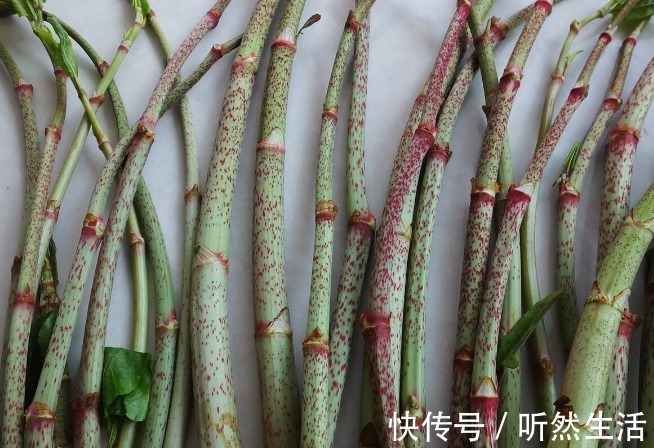 鱼腥草|66种野菜大图片，带你见识不同的野菜和吃法，你想要的野菜这里有