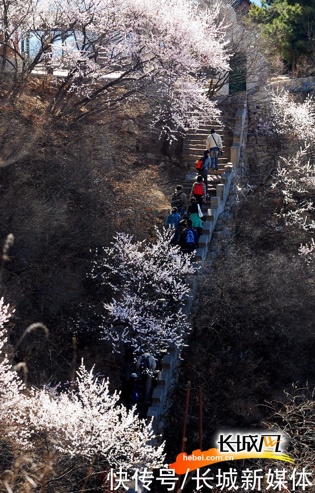 「高清组图」花开燕赵·美丽河北｜花开天桂山