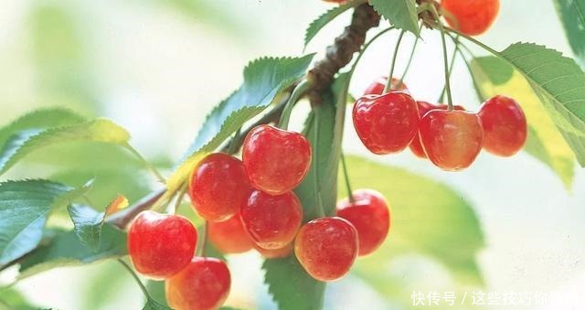 盘点厉害的水果品种推荐