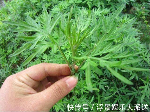治疗|48岁妇女患颈椎病，竟用一把艾叶给治好了，颈椎不好的学起来