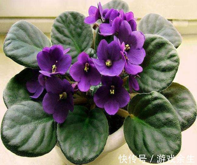 空气再干燥,“12种花”也别喷水,容易黄叶、腐烂和枯萎