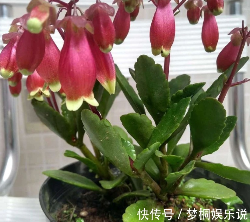 爆花|它是肉质“网红花”,寓意吉祥,掌握住技巧,植株轻松爆花