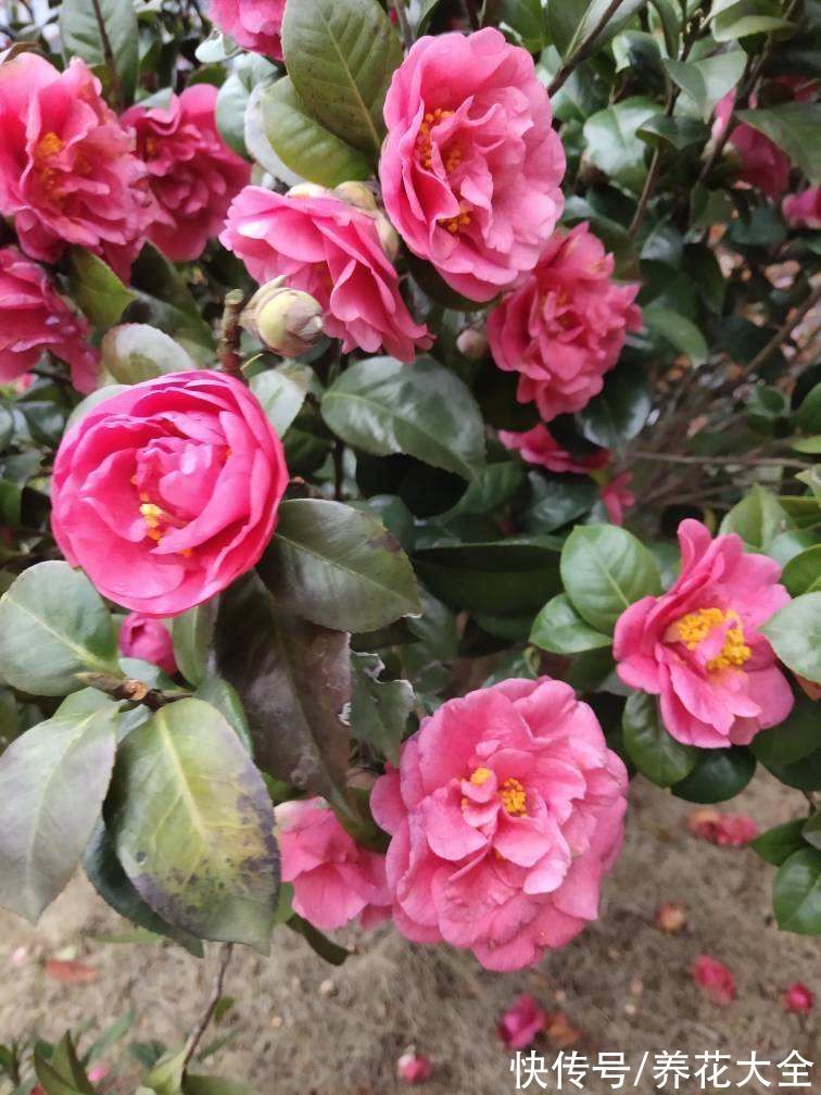 3种长寿植物,动辄能活上百年,妥妥养成传家宝