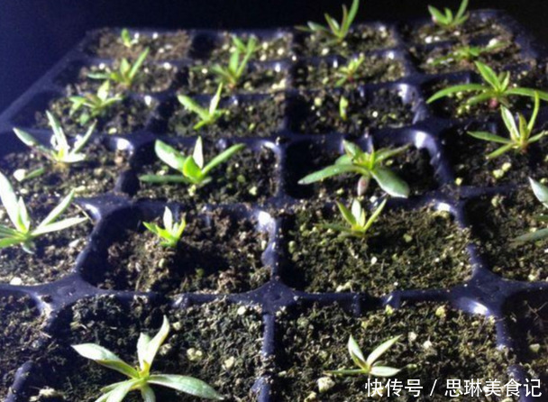 这花像长寿花一样好养,全年不间断的开花,太美了