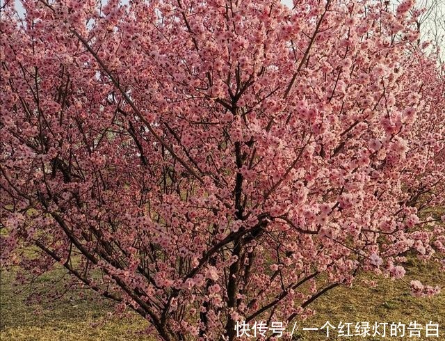 院子里养1种花,既低温又耐干旱,春天满树繁花真漂亮!