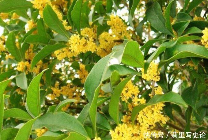 冬季最受欢迎的4种花,花朵硕大,开的灿烂,美如仙境!