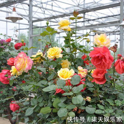 蛇女|“最适合做老婆”的3个生肖女,旺夫旺子旺家庭,尤其生肖蛇